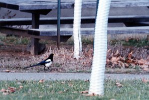 Magpie, Yellow-billed, Dell Valle Pk, 12-1994 B03P59I01